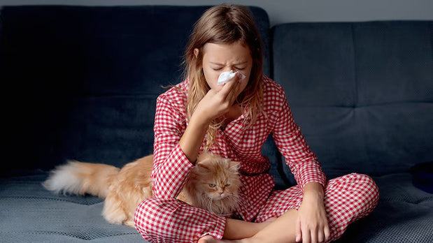 Best Budget Air Purifier for Allergies & Pets