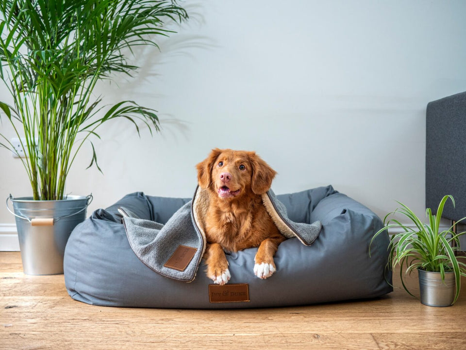 Best Air Purifier for Pets & Pet Hair 